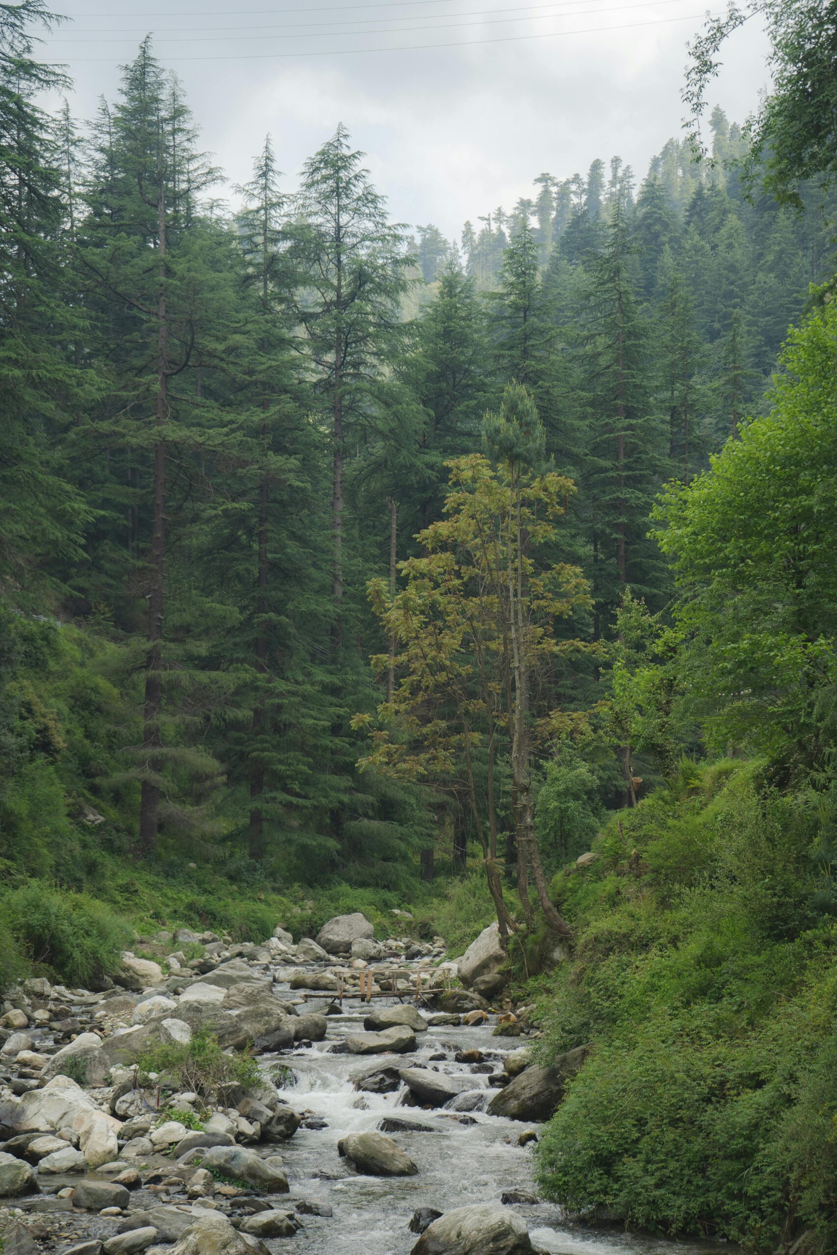 Mandi Himachal Pradesh