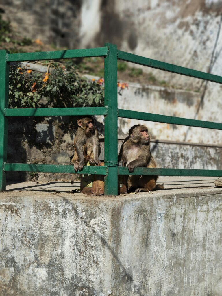 monkey in kasauli 