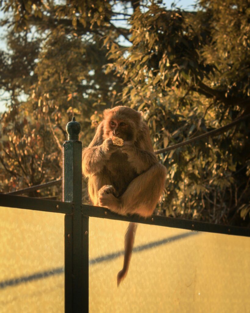 Dalhousie monkey