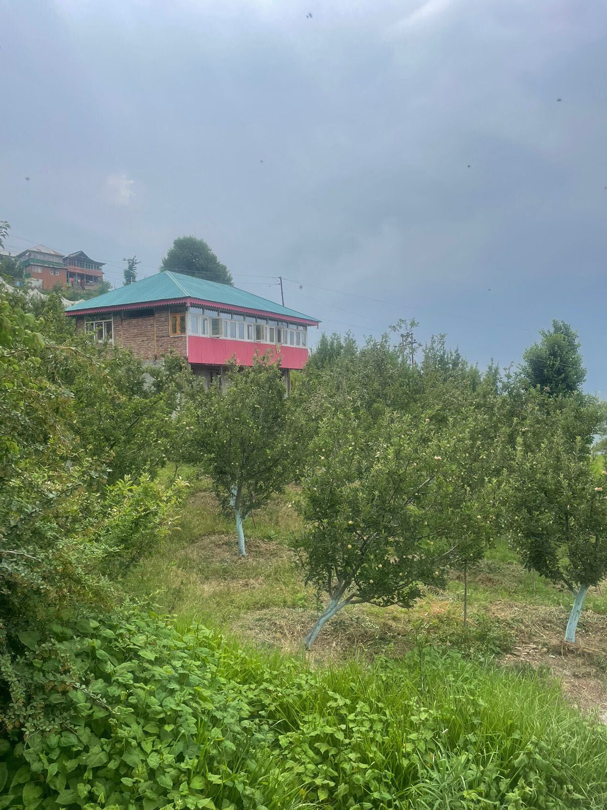 chaupal shimla anchu