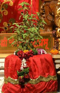 tulsi maa
