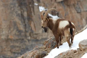 tundah-wildlife-sanctuary