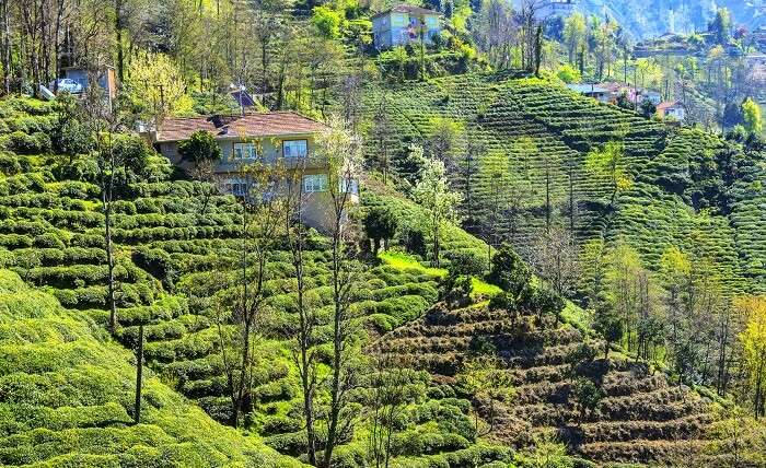 Palampur Himachal Pradesh
