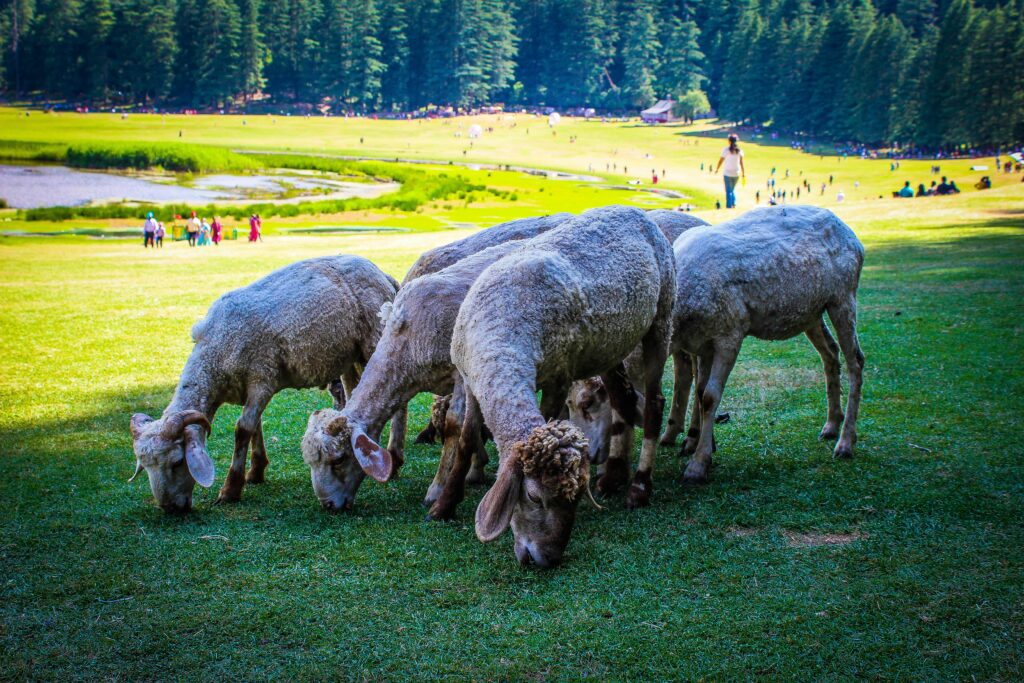 khajjiar sheep 