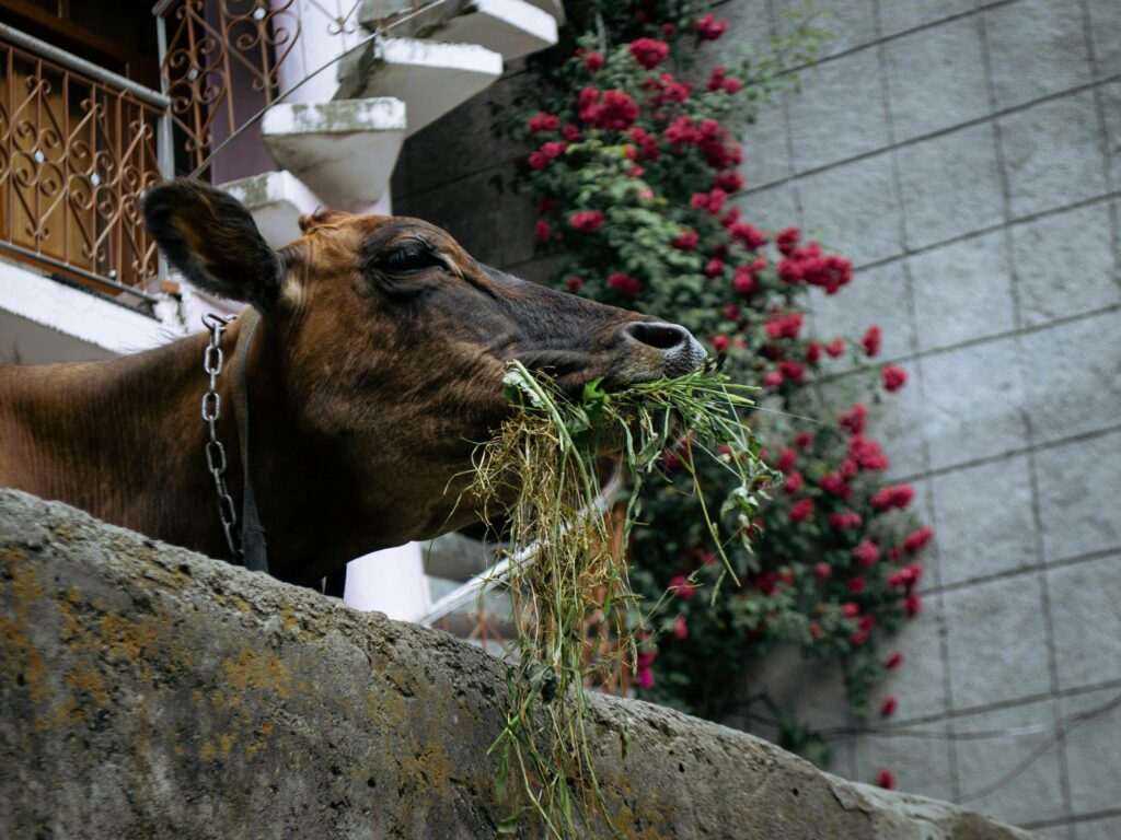 malana cow