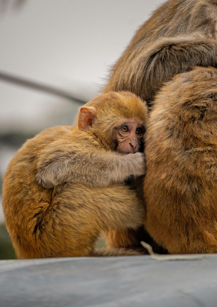 shimla monkey at jhakho