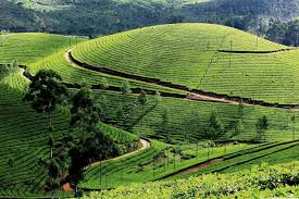 palampur tea garden